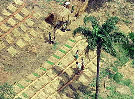 Área com capim colonião